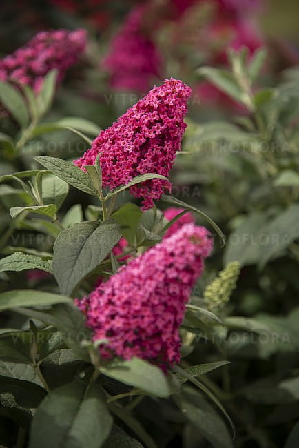 buddleja-butterfly-candy-little-ruby_6.jpg