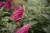 buddleja-butterfly-candy-little-ruby_5.jpg