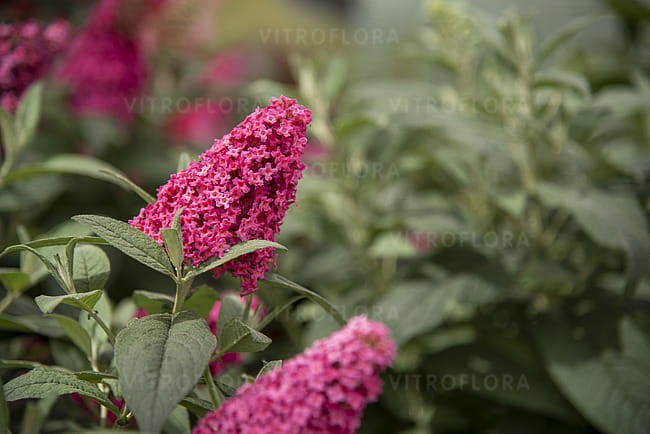 buddleja-butterfly-candy-little-ruby_5.jpg