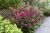 byliny-i-trawy_buddleja_75483_4.jpg