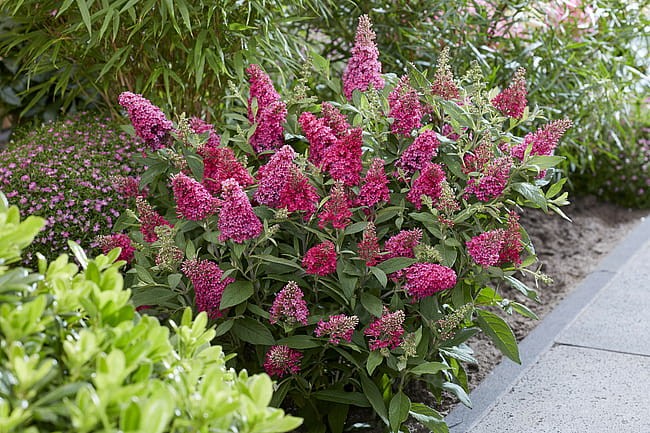 byliny-i-trawy_buddleja_75483_4.jpg