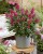 byliny-i-trawy_buddleja_75483_3.jpg