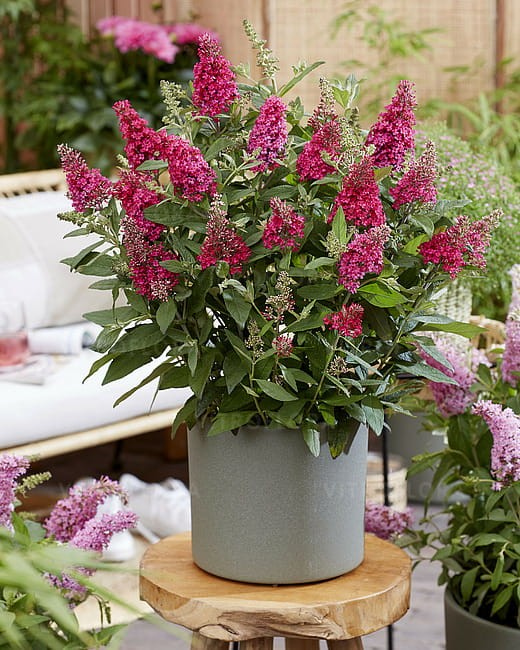 byliny-i-trawy_buddleja_75483_3.jpg