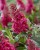 byliny-i-trawy_buddleja_75483_2 (1).jpg