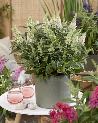 byliny-i-trawy_buddleja_75481_4.jpg