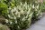 byliny-i-trawy_buddleja_75481_3.jpg