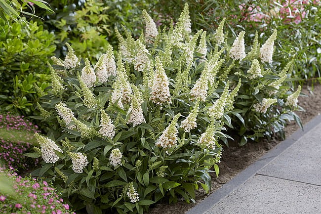 byliny-i-trawy_buddleja_75481_3.jpg