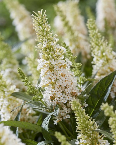 byliny-i-trawy_buddleja_75481_2.jpg