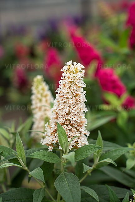 buddleja-butterfly-candy-little-white_6.jpg