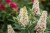 buddleja-butterfly-candy-little-white_5.jpg