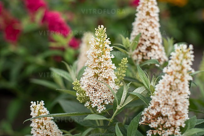 buddleja-butterfly-candy-little-white_5.jpg