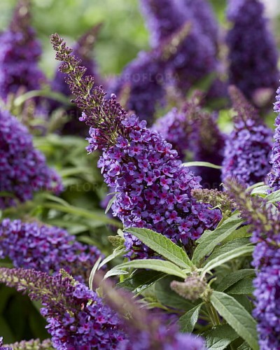 byliny-i-trawy_buddleja_75480_4 (2).jpg