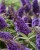 byliny-i-trawy_buddleja_75480_4 (2).jpg