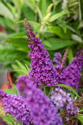 buddleja-butterfly-candy-little-purple_5.jpg