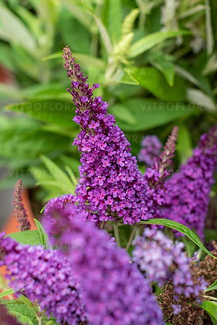 buddleja-butterfly-candy-little-purple_5.jpg