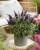 byliny-i-trawy_buddleja_75480_3.jpg
