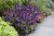 byliny-i-trawy_buddleja_75480_2.jpg