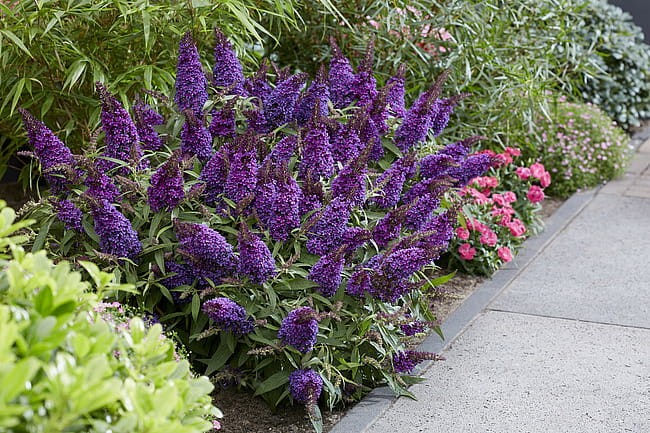 byliny-i-trawy_buddleja_75480_2.jpg