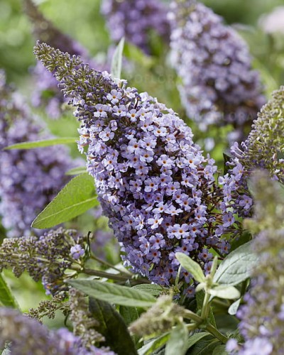 byliny-i-trawy_buddleja_75482_2 (1).jpg