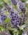 byliny-i-trawy_buddleja_75482_2 (1).jpg