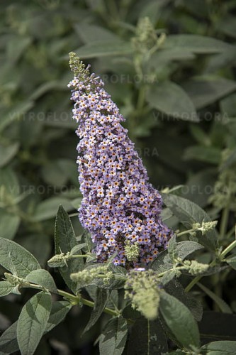 buddleja-butterfly-candy-little-sweetheart_7.jpg