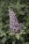 buddleja-butterfly-candy-little-sweetheart_7.jpg