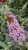 buddleja-butterfly-candy-little-sweetheart_6.jpg