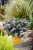 buddleja-butterfly-candy-little-sweetheart_5.jpg