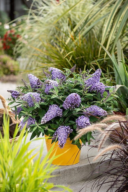 buddleja-butterfly-candy-little-sweetheart_5.jpg
