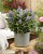 byliny-i-trawy_buddleja_75482_4.jpg