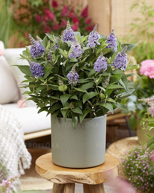 byliny-i-trawy_buddleja_75482_4.jpg