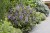 byliny-i-trawy_buddleja_75482_3.jpg