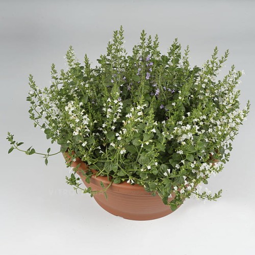 calamintha-marvelette-white_1.jpg