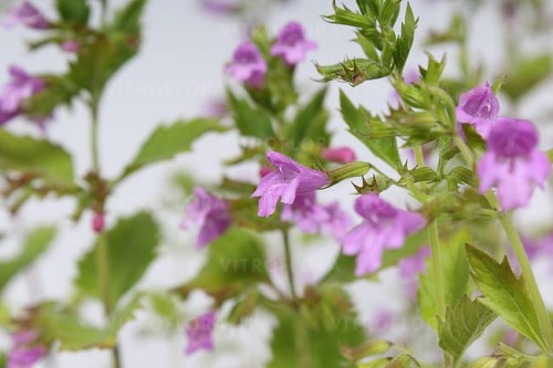 byliny-i-trawy_calamintha_70225_2.jpg