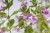 byliny-i-trawy_calamintha_70225_2.jpg