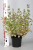 byliny-i-trawy_calamintha_70225_1.jpg