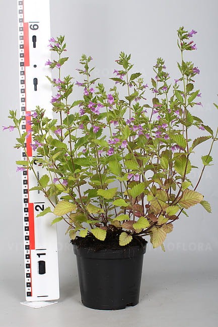 byliny-i-trawy_calamintha_70225_1.jpg