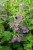 byliny-i-trawy_calamintha_70225_12.jpg