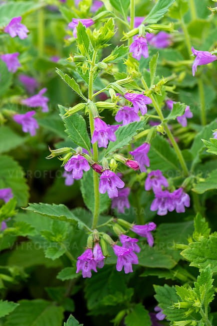 byliny-i-trawy_calamintha_70225_12.jpg