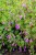 byliny-i-trawy_calamintha_70225_11.jpg