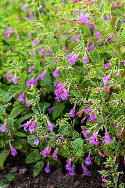 byliny-i-trawy_calamintha_70225_11.jpg