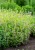 byliny-i-trawy_calamintha_70225_9.jpg