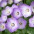 byliny-i-trawy_inne_72227_1.jpg