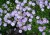byliny-i-trawy_inne_72227_2.jpg