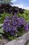 campanula-viking_4.jpg