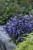 campanula-viking_5.jpg