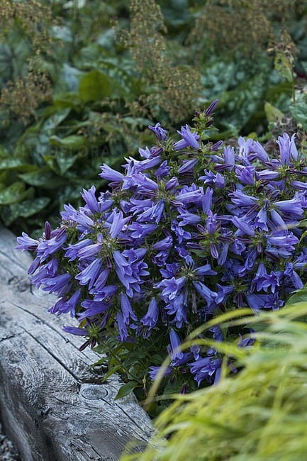 campanula-viking_5.jpg