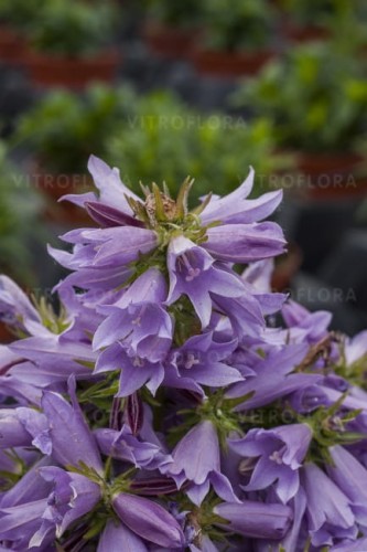 campanula-viking_72261_3.jpg
