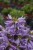 campanula-viking_72261_3.jpg