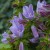 campanula-viking_72261_1.jpg
